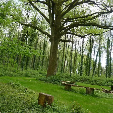 Pied De Mouton * Comblessac